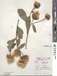 Vernonia hymenolepis image