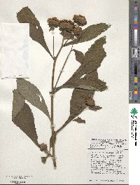 Vernonia hymenolepis image