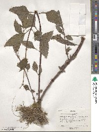 Adenostemma viscosum image