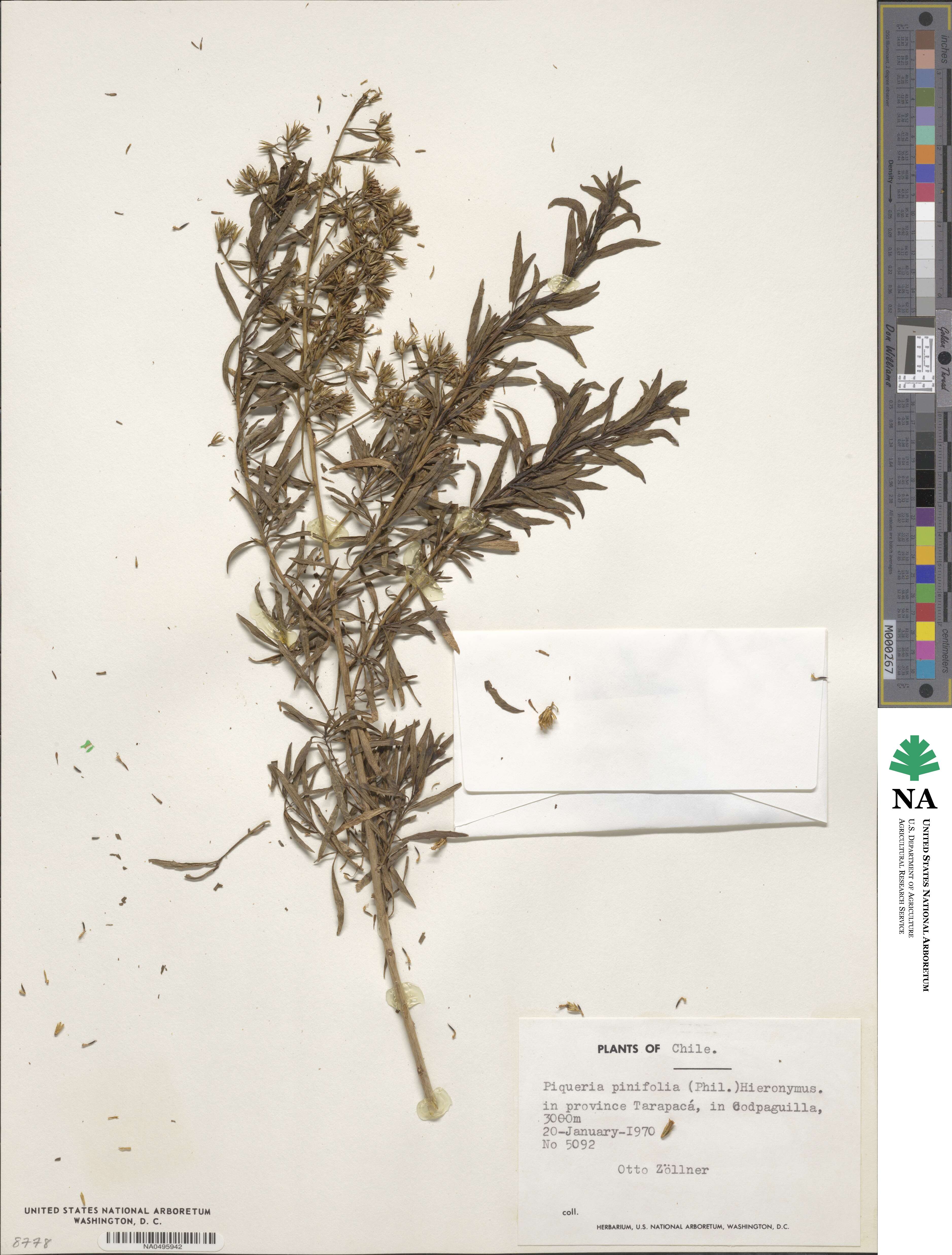 Ophryosporus pinifolius image