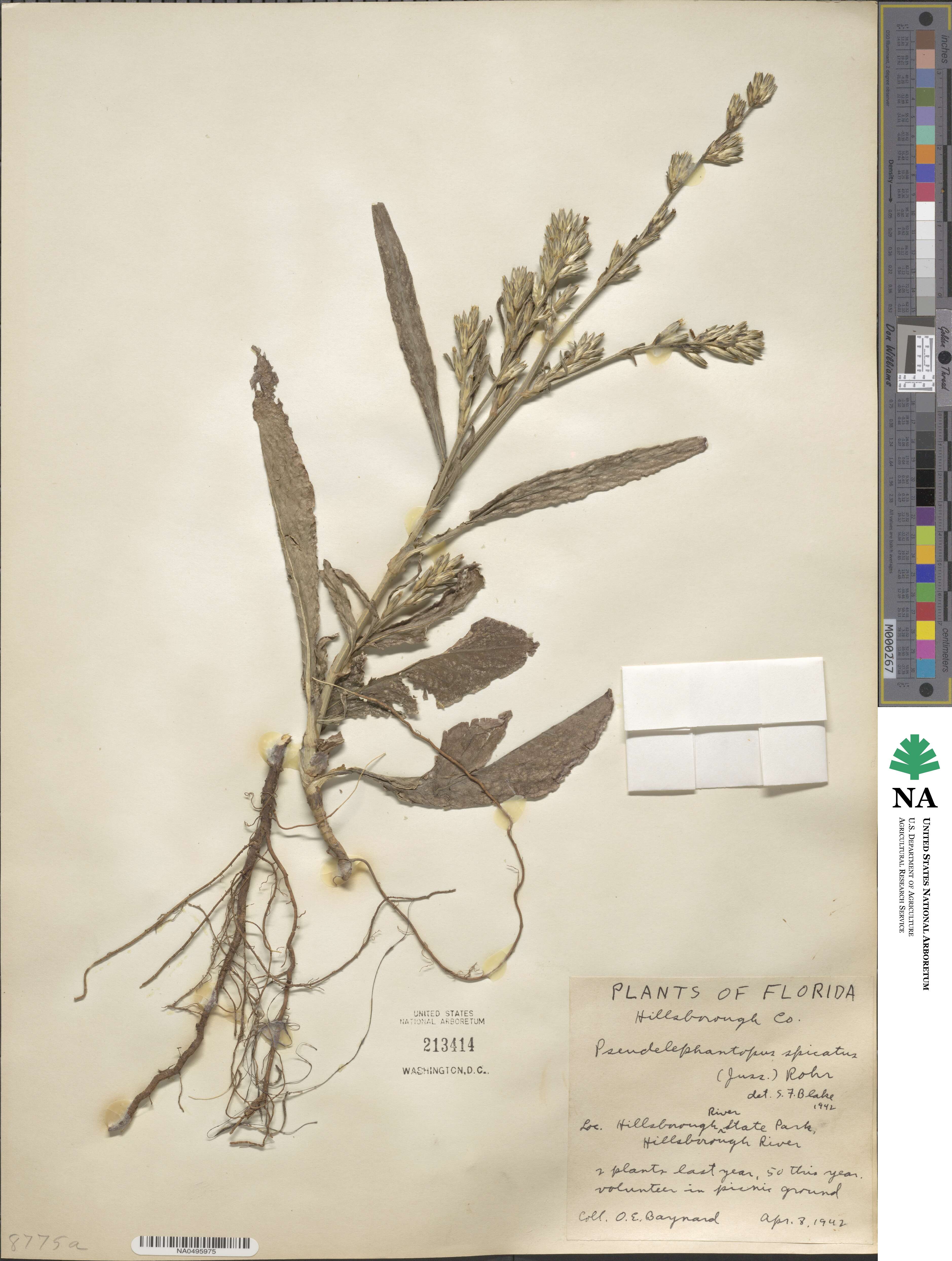 Pseudelephantopus spicatus image