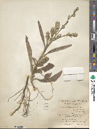 Pseudelephantopus spicatus image