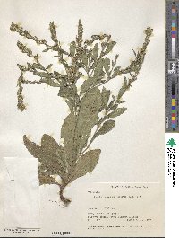 Pseudelephantopus spicatus image