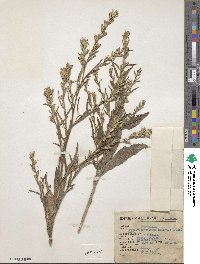 Pseudelephantopus spicatus image