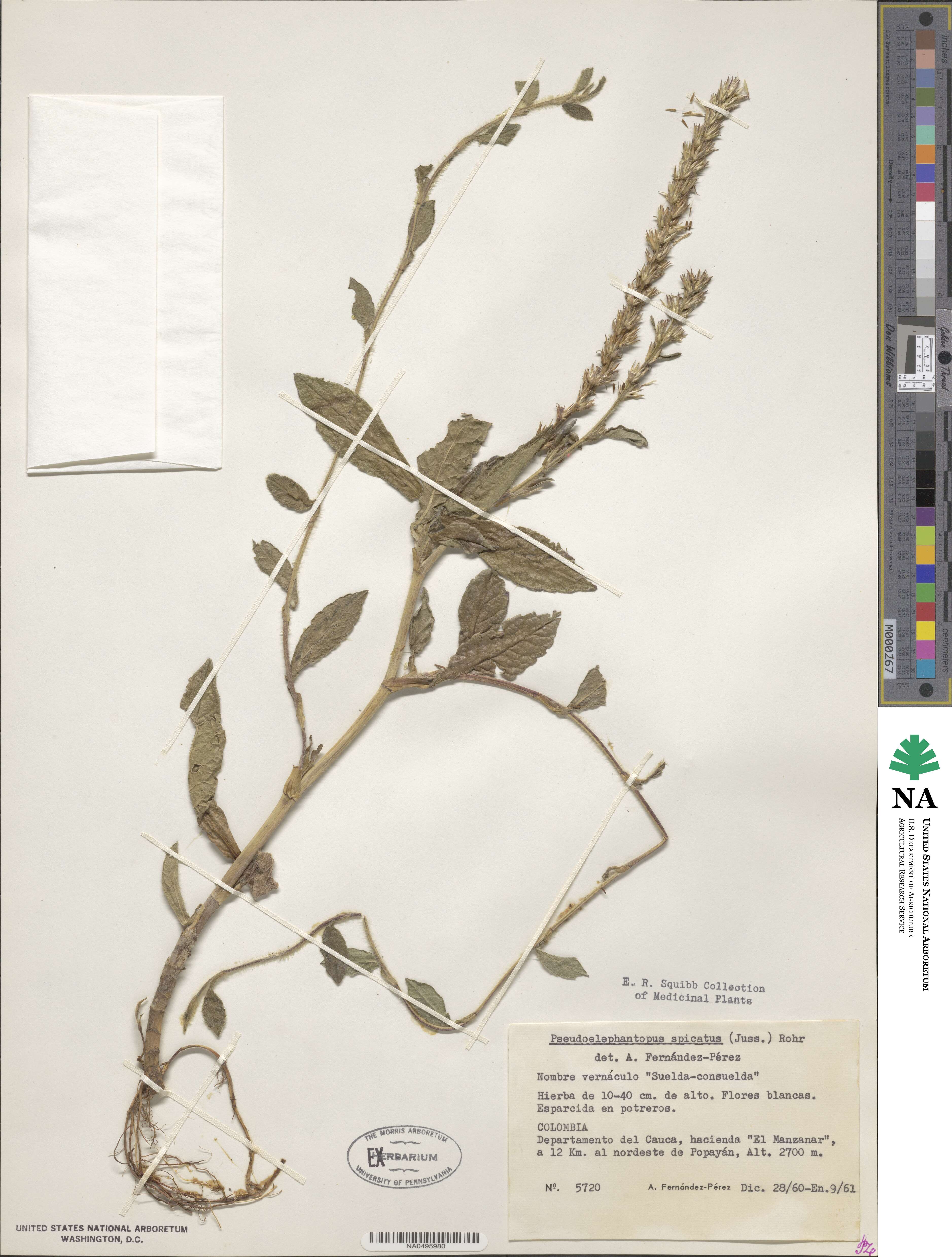 Pseudelephantopus spicatus image