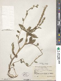 Pseudelephantopus spicatus image