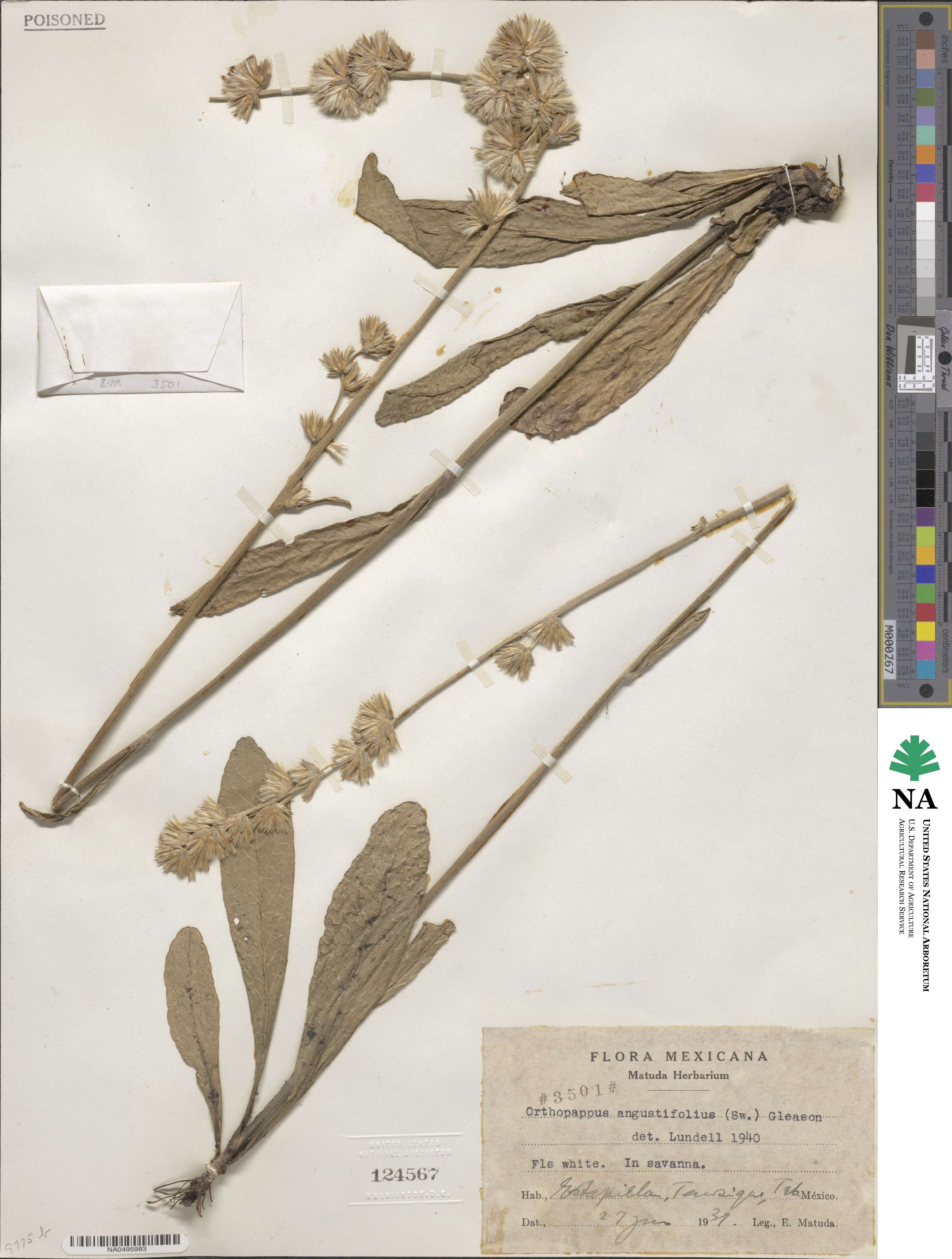 Orthopappus angustifolius image
