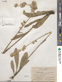 Orthopappus angustifolius image