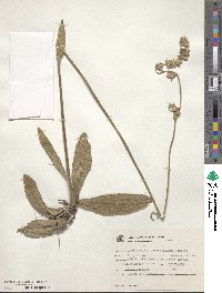 Orthopappus angustifolius image