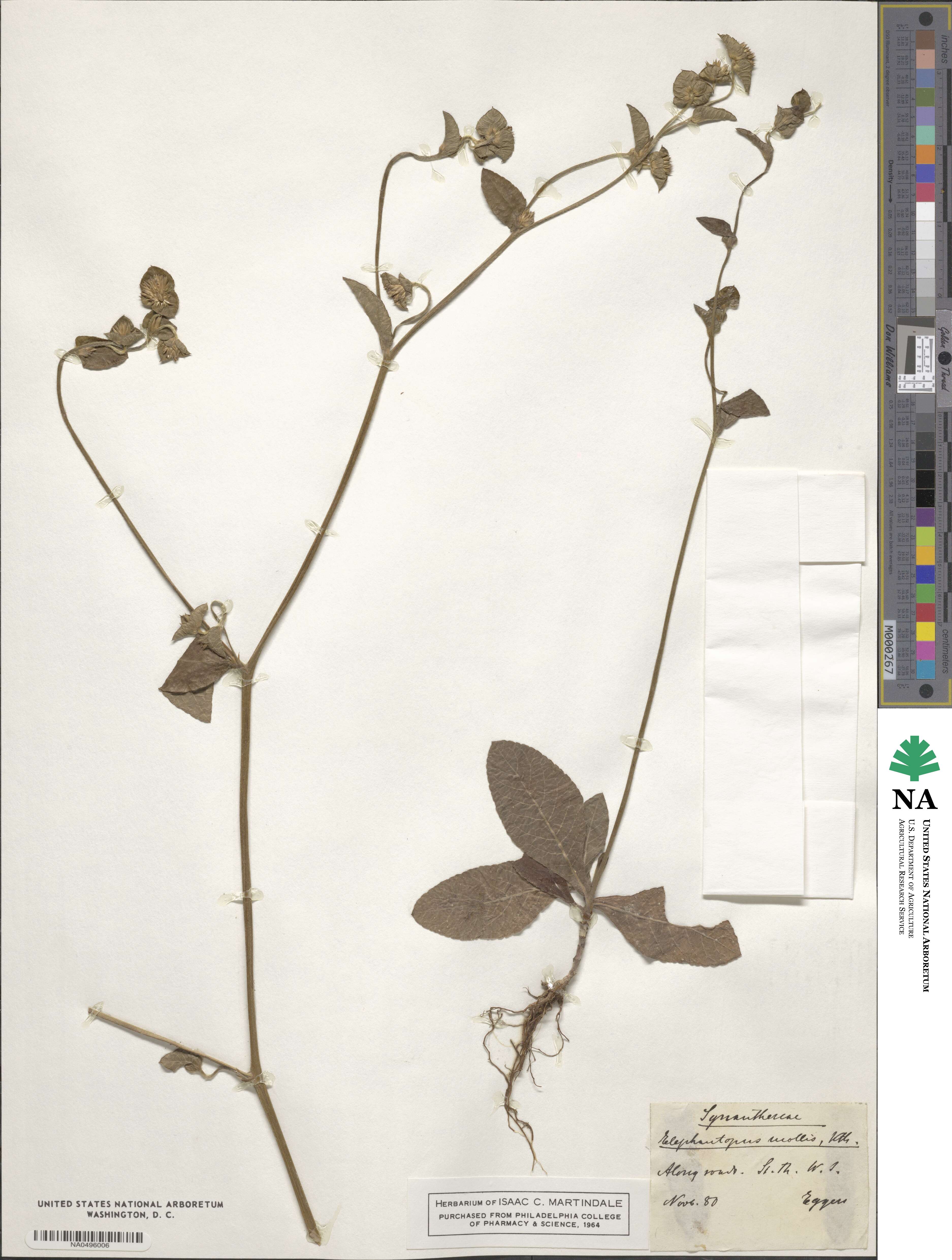 Elephantopus mollis image