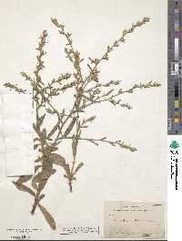 Pseudelephantopus spicatus image