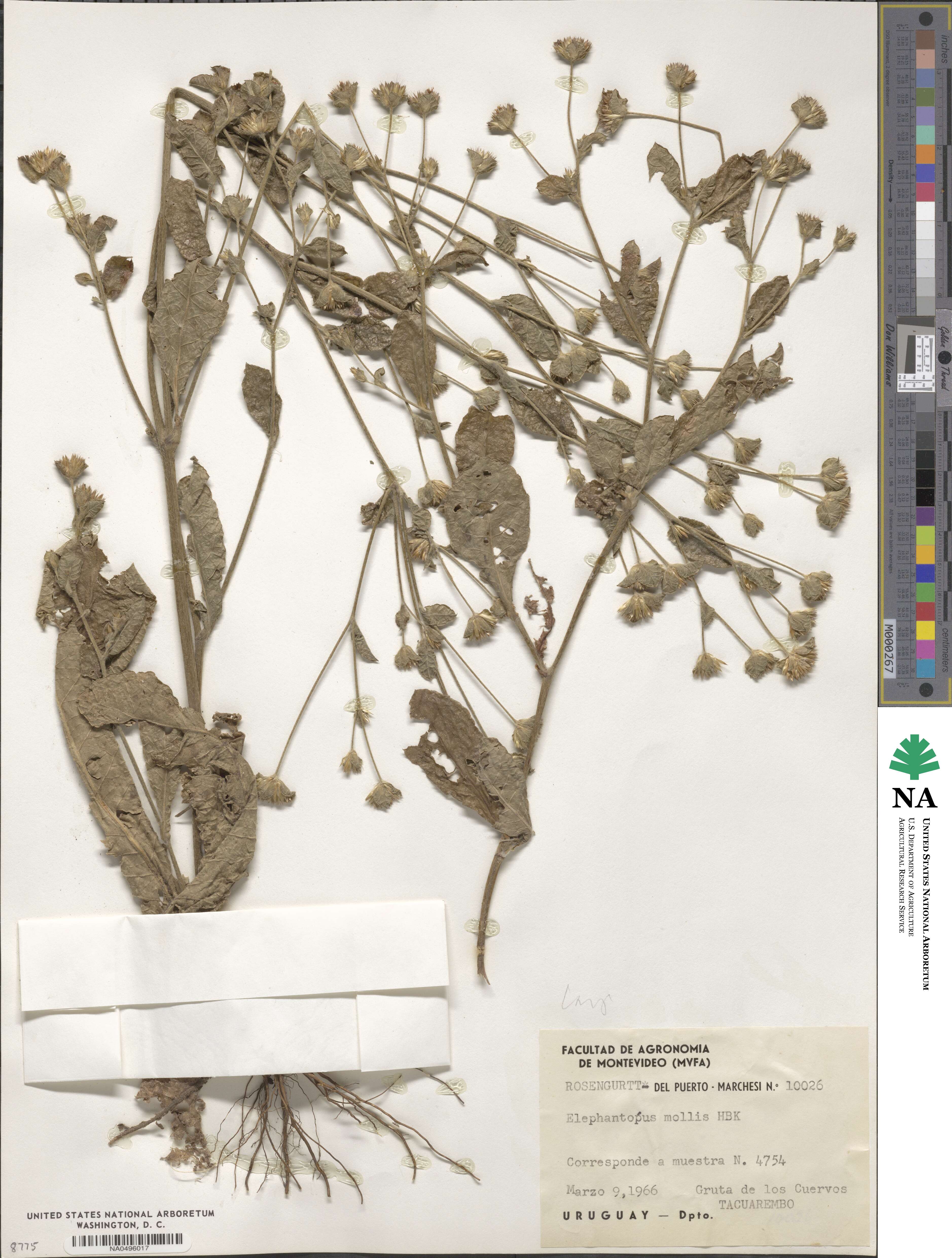 Elephantopus mollis image