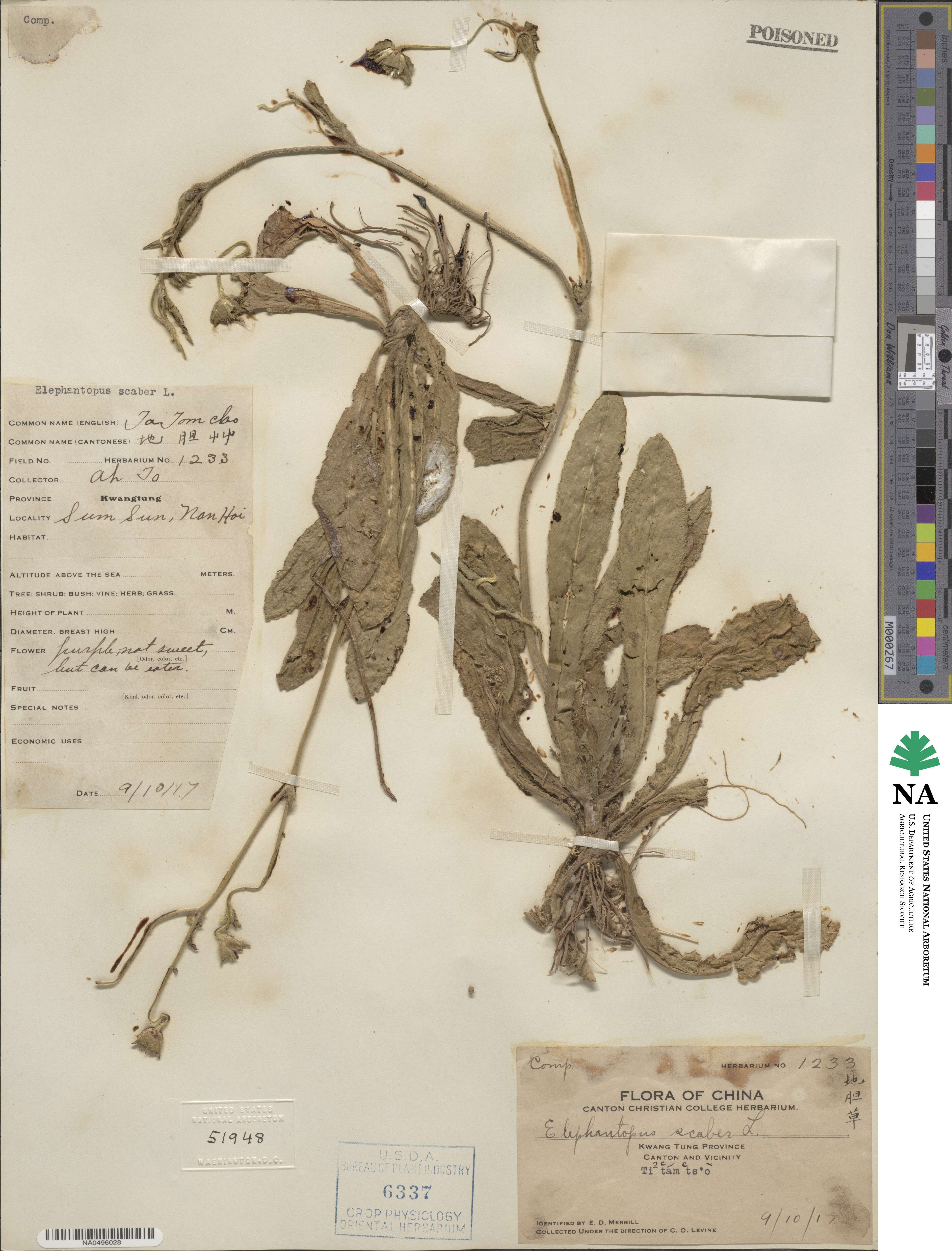 Elephantopus scaber image