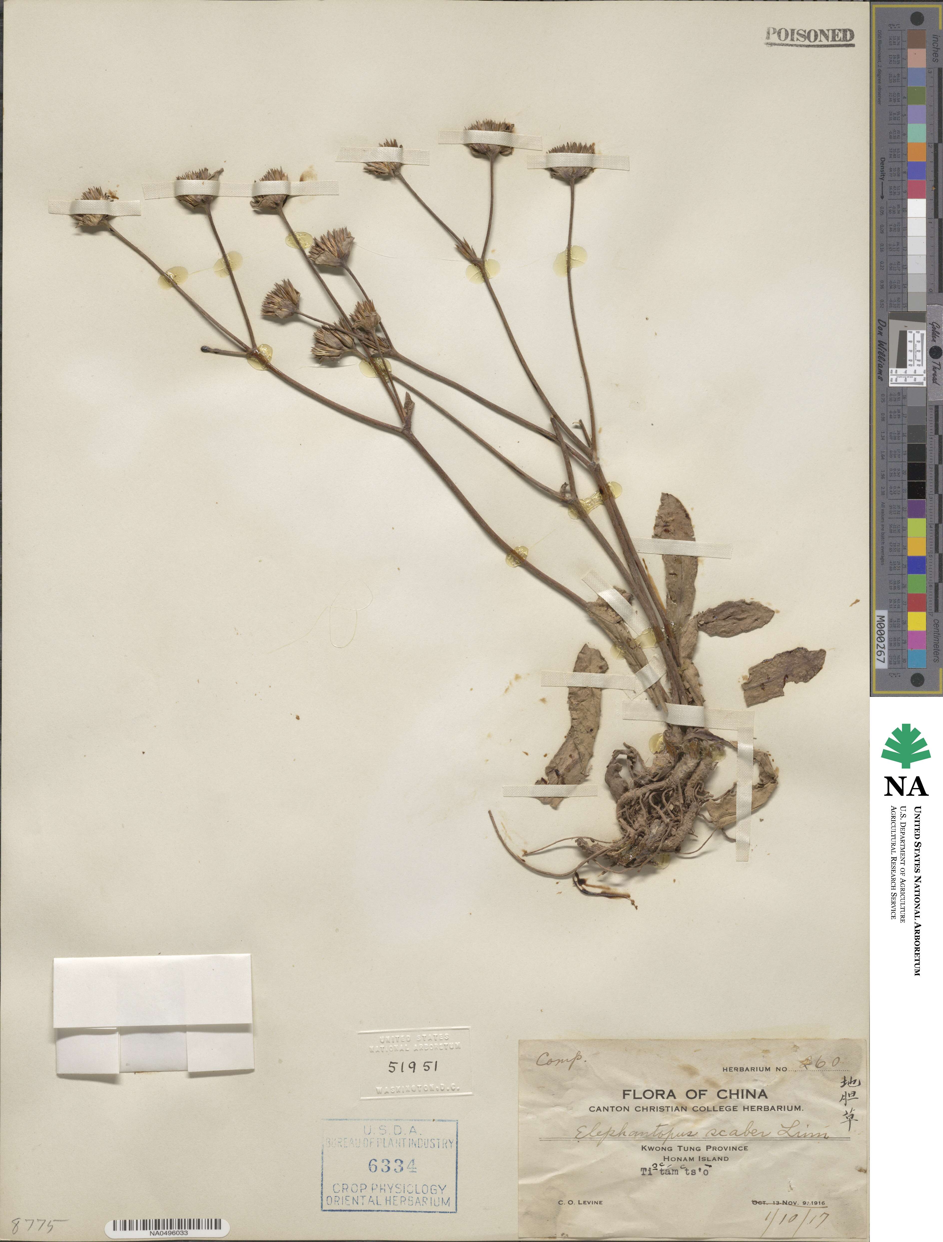 Elephantopus scaber image