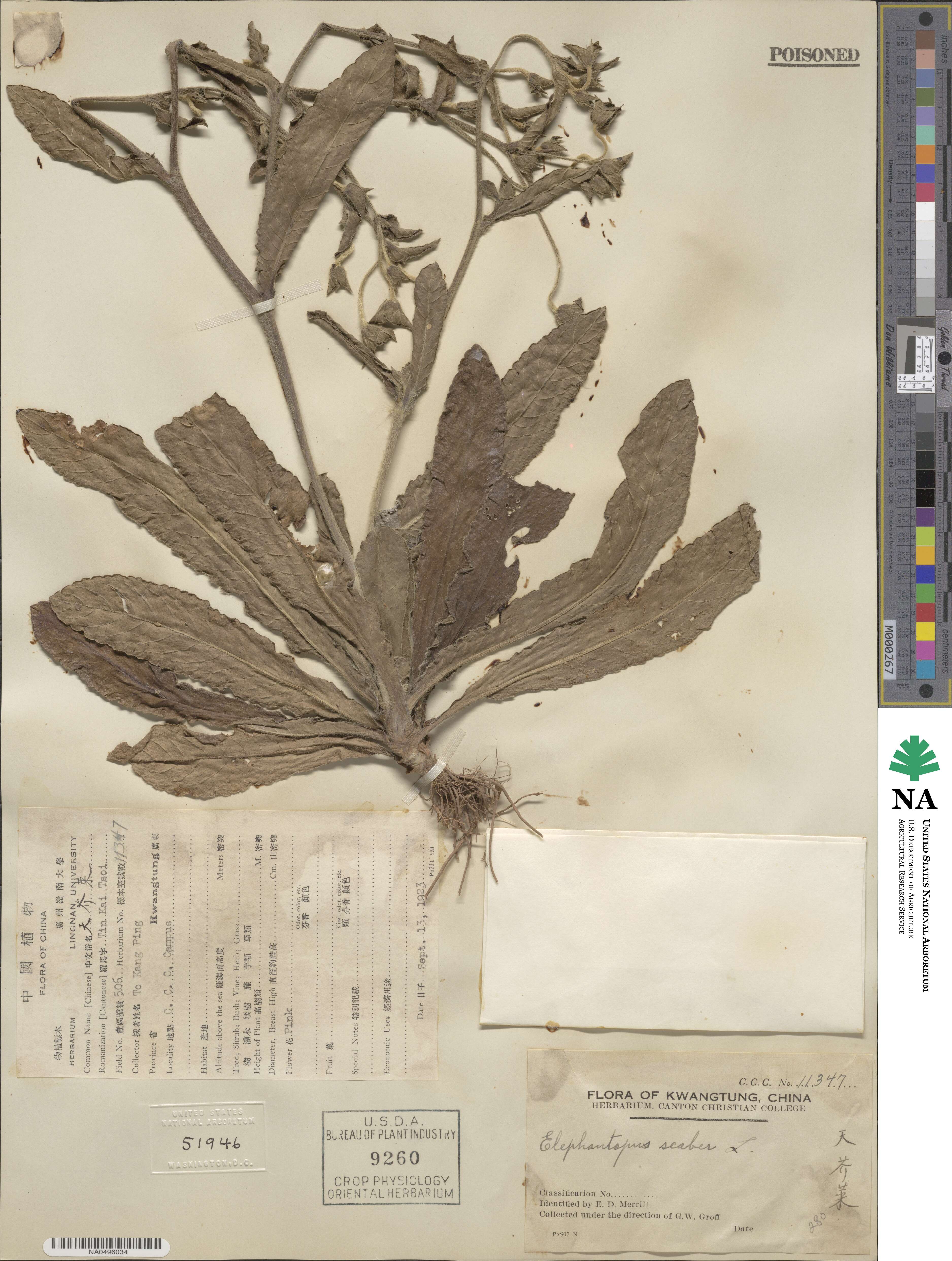Elephantopus scaber image