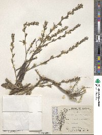 Pseudelephantopus spicatus image