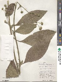 Elephantopus tomentosus image