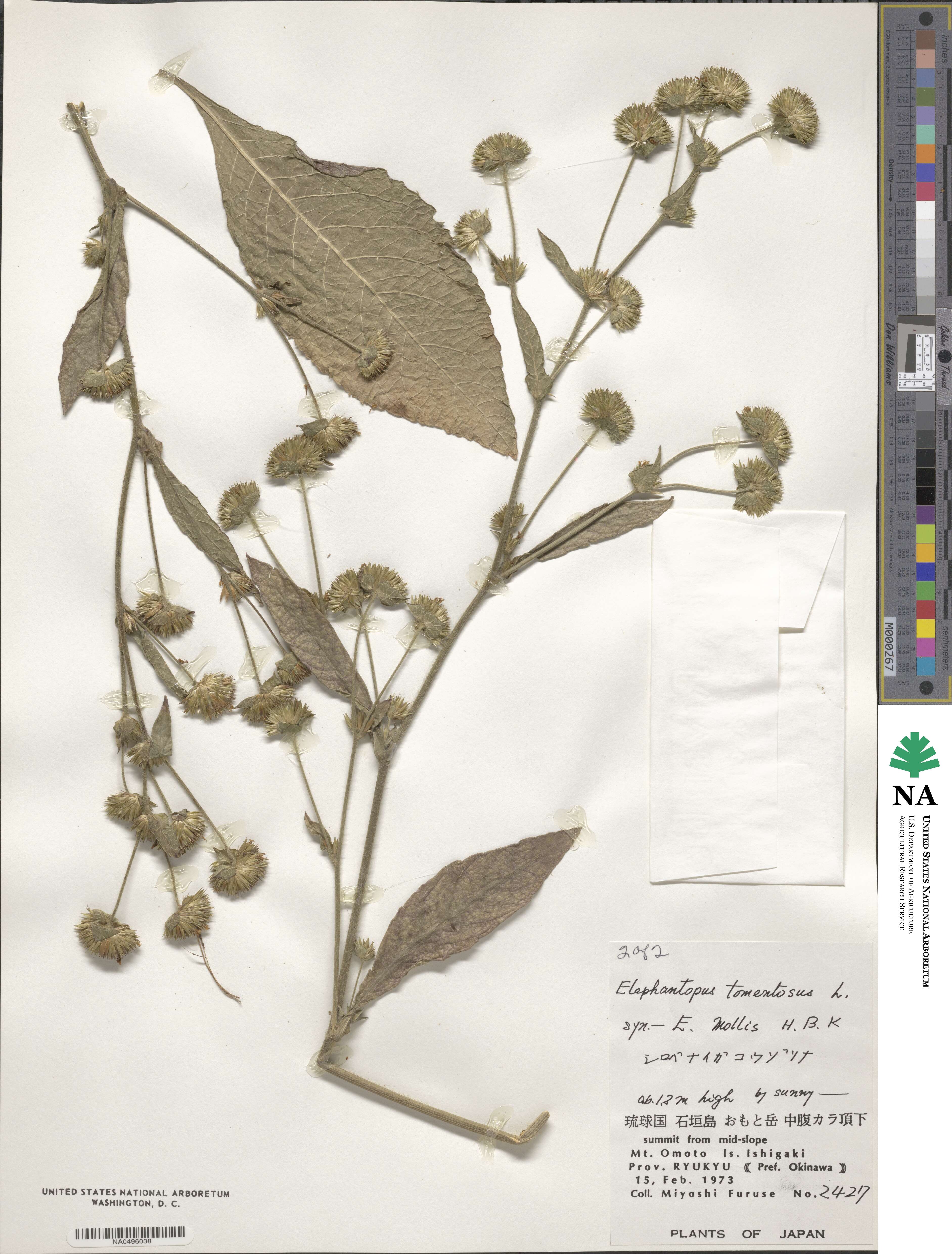 Elephantopus tomentosus image