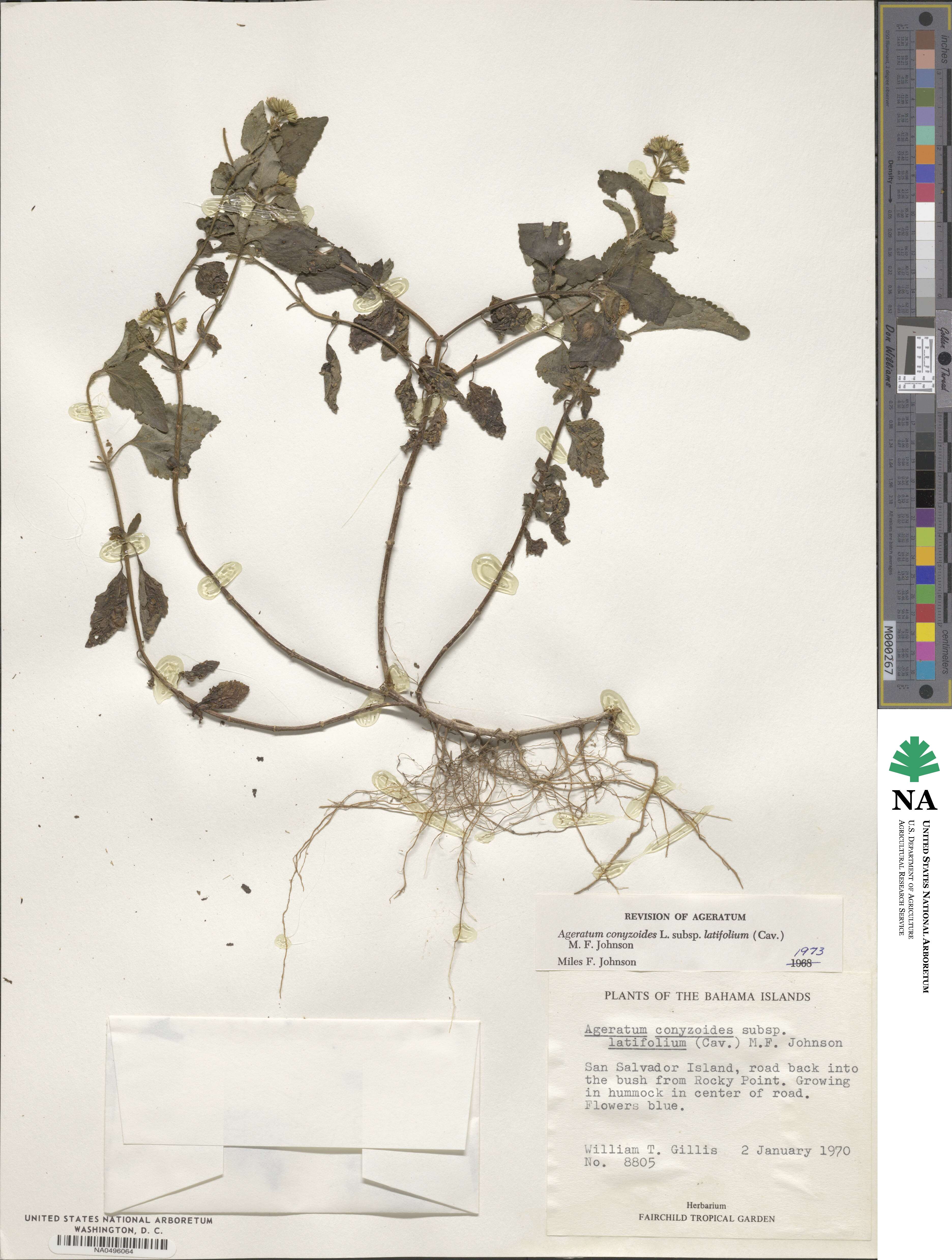 Ageratum oerstedii image