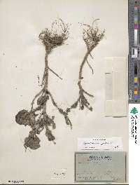 Ageratum conyzoides image