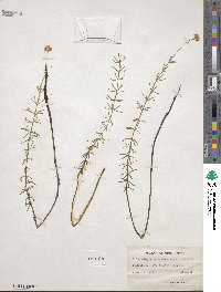 Sclerolepis uniflora image