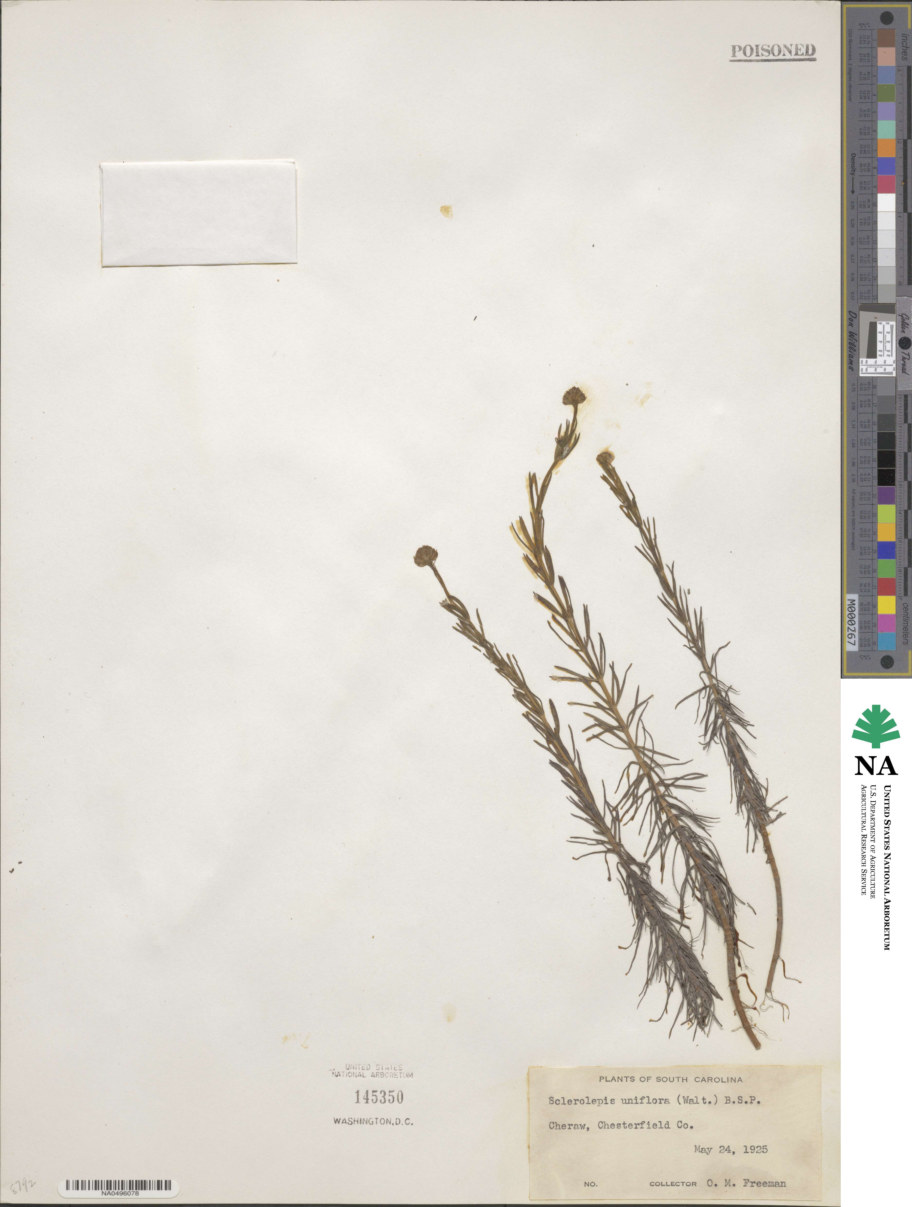 Sclerolepis image