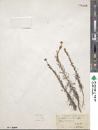 Sclerolepis uniflora image