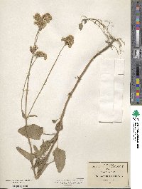 Ageratum conyzoides image