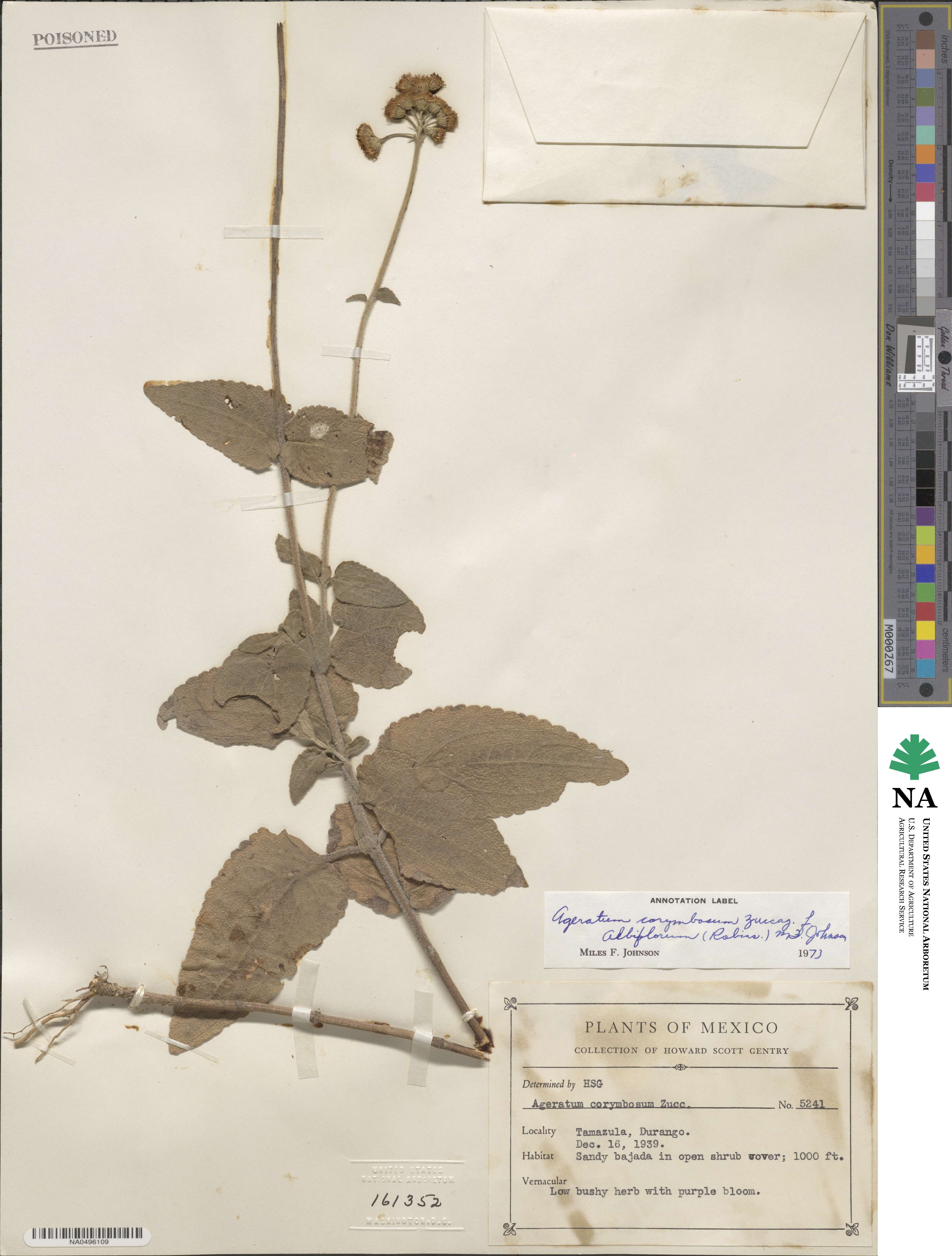 Ageratum corymbosum image