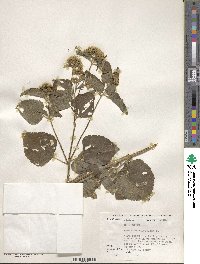 Ageratum conyzoides image