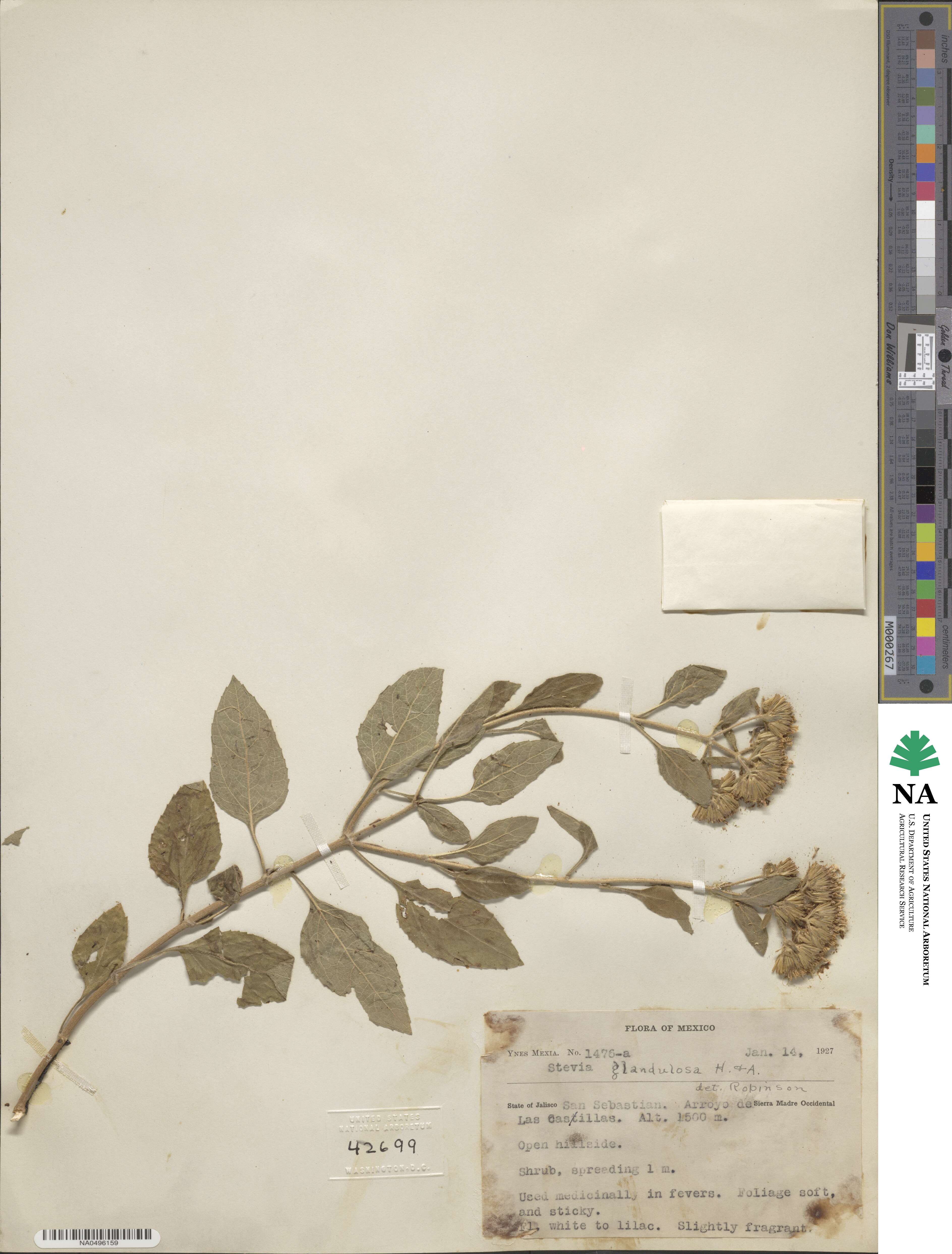 Stevia glandulosa image