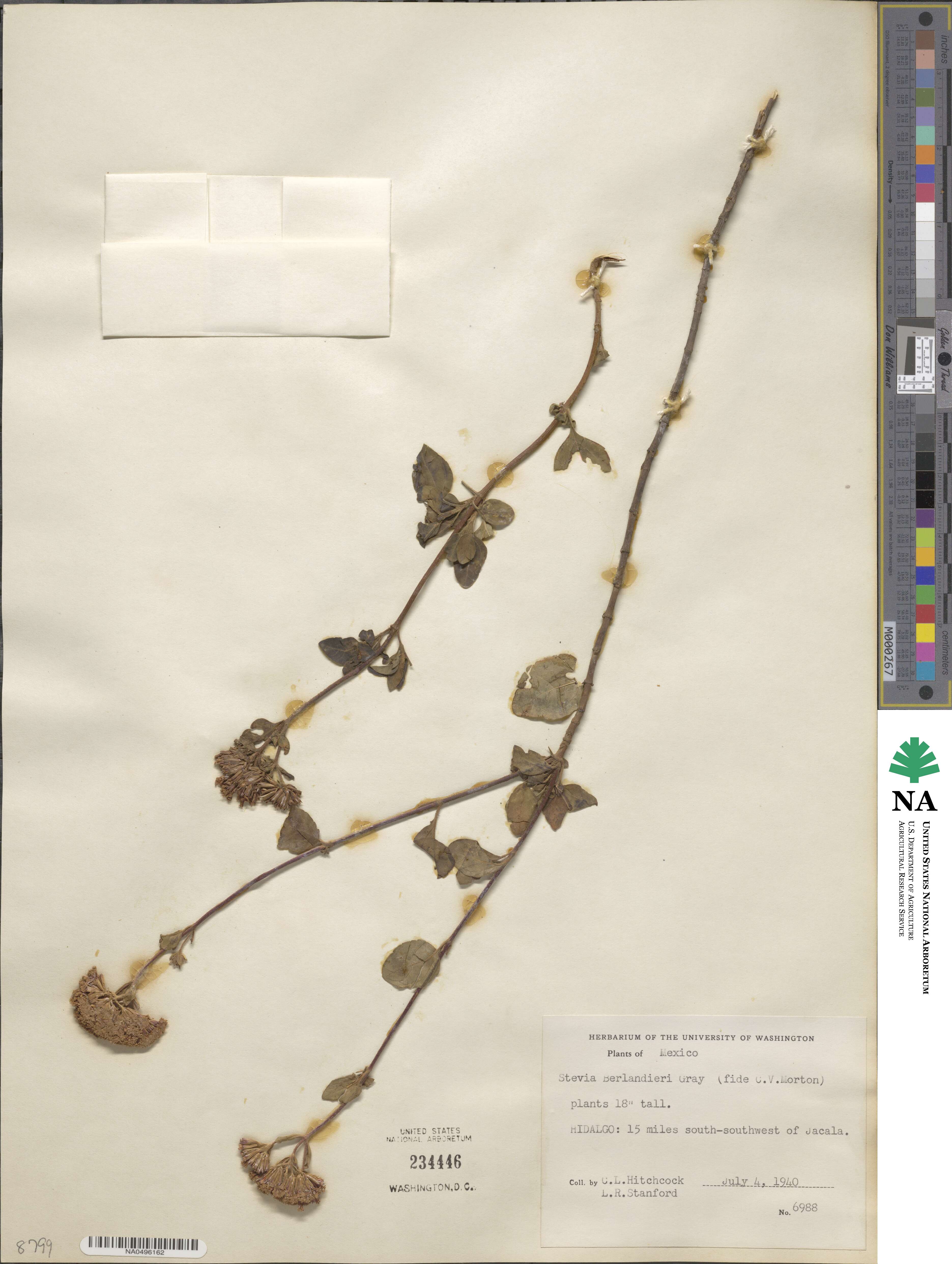 Stevia berlandieri image