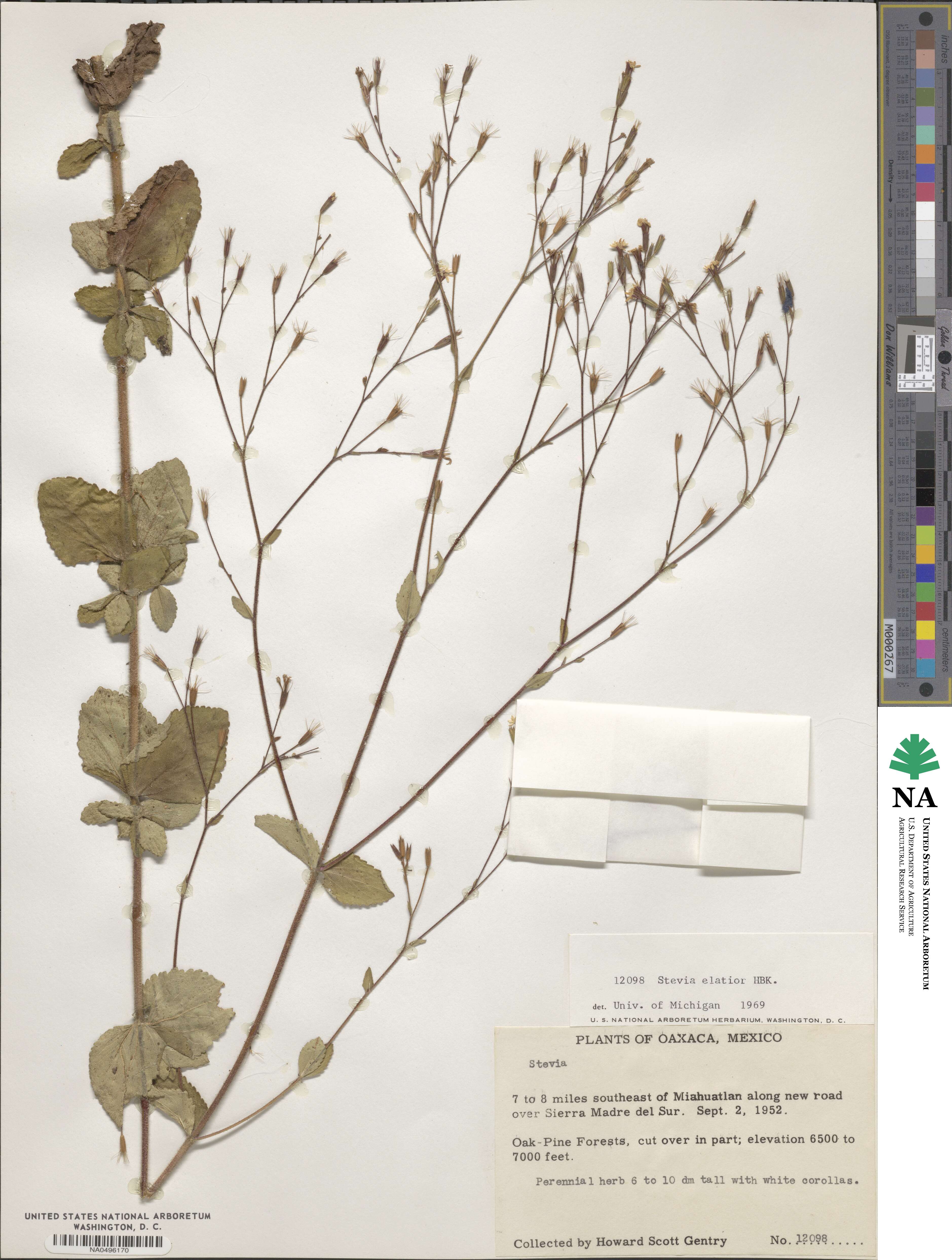 Stevia elatior image