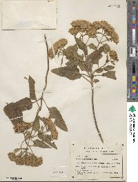 Stevia jaliscensis image