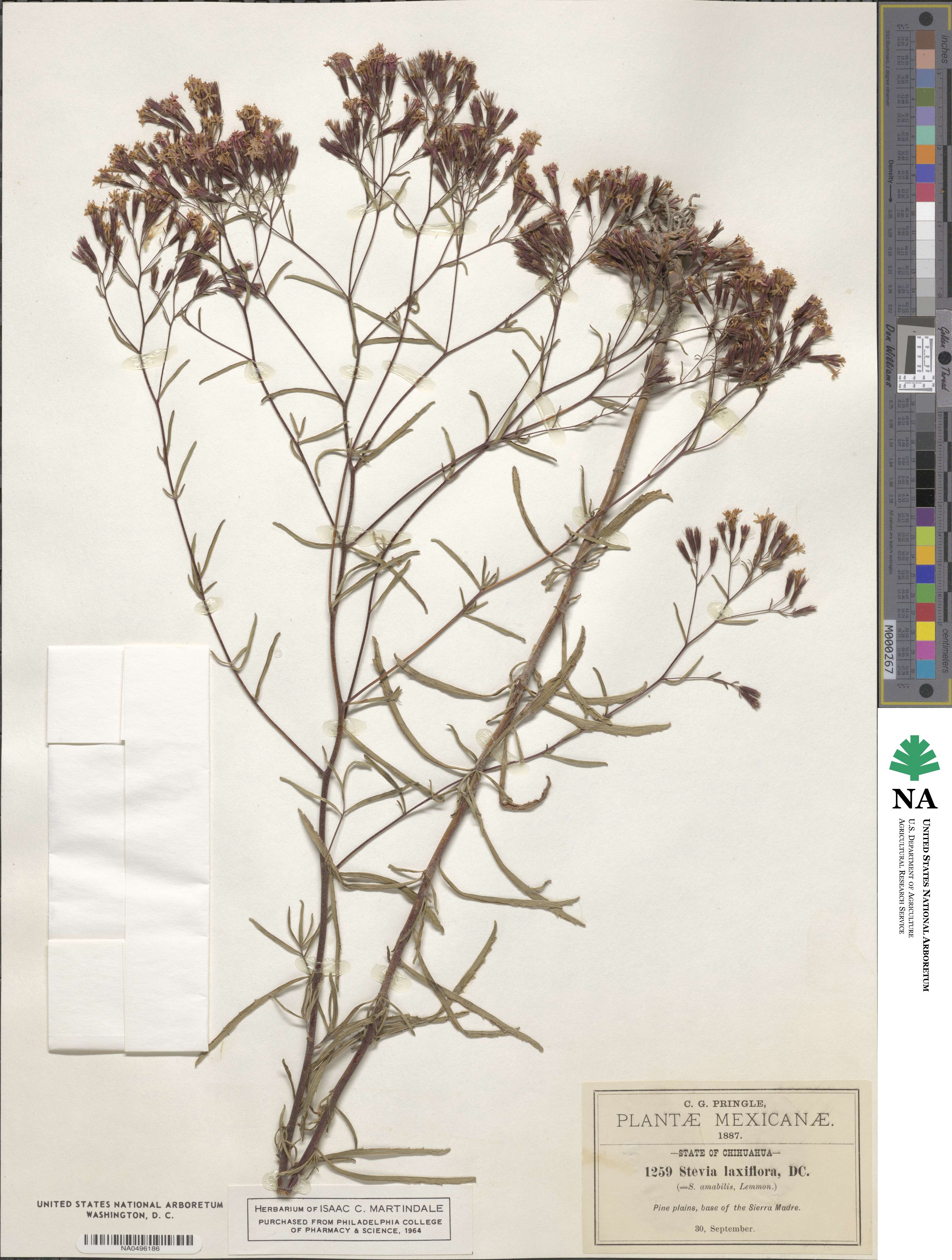 Stevia viscida image