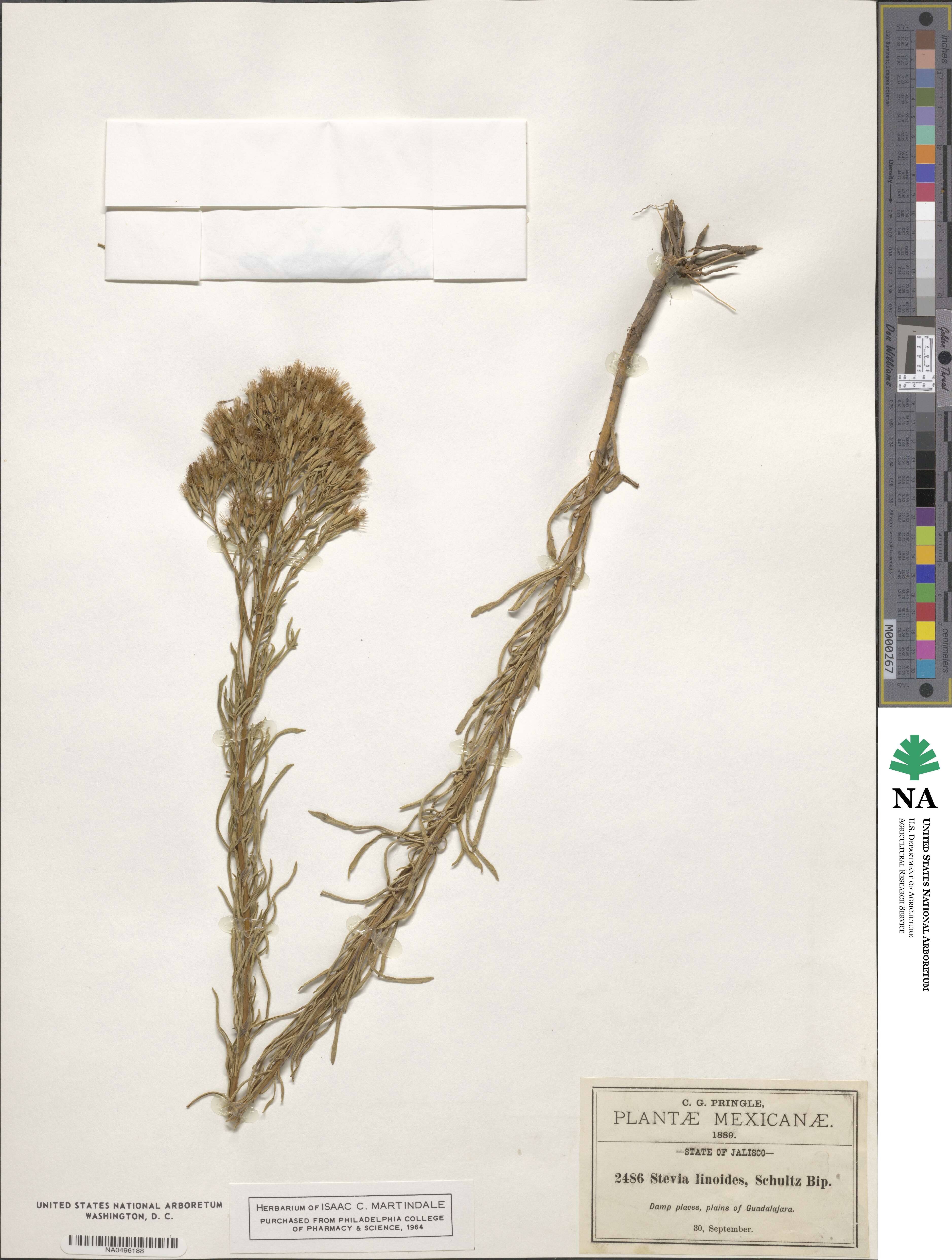 Stevia serrata image