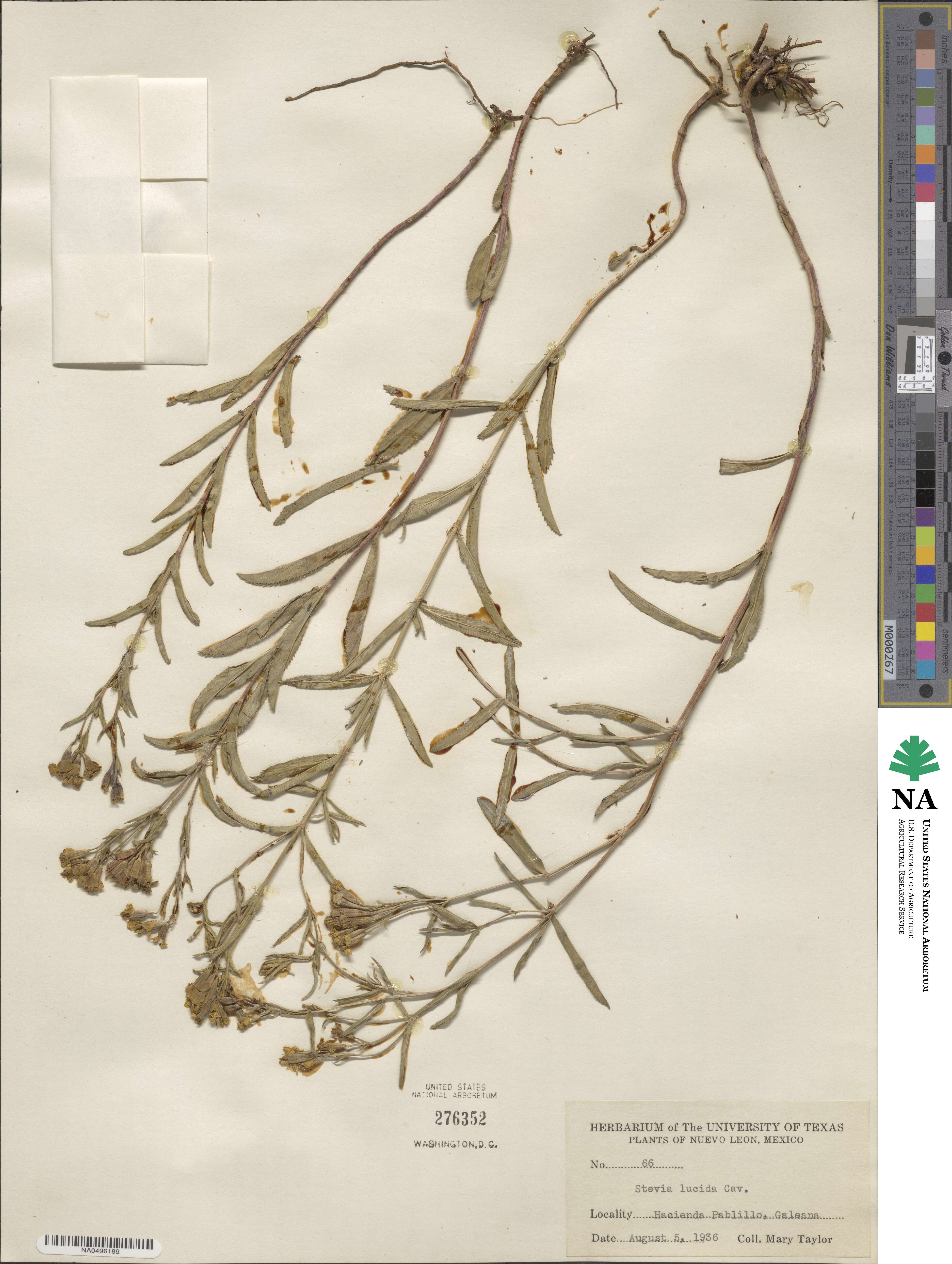 Stevia lucida image