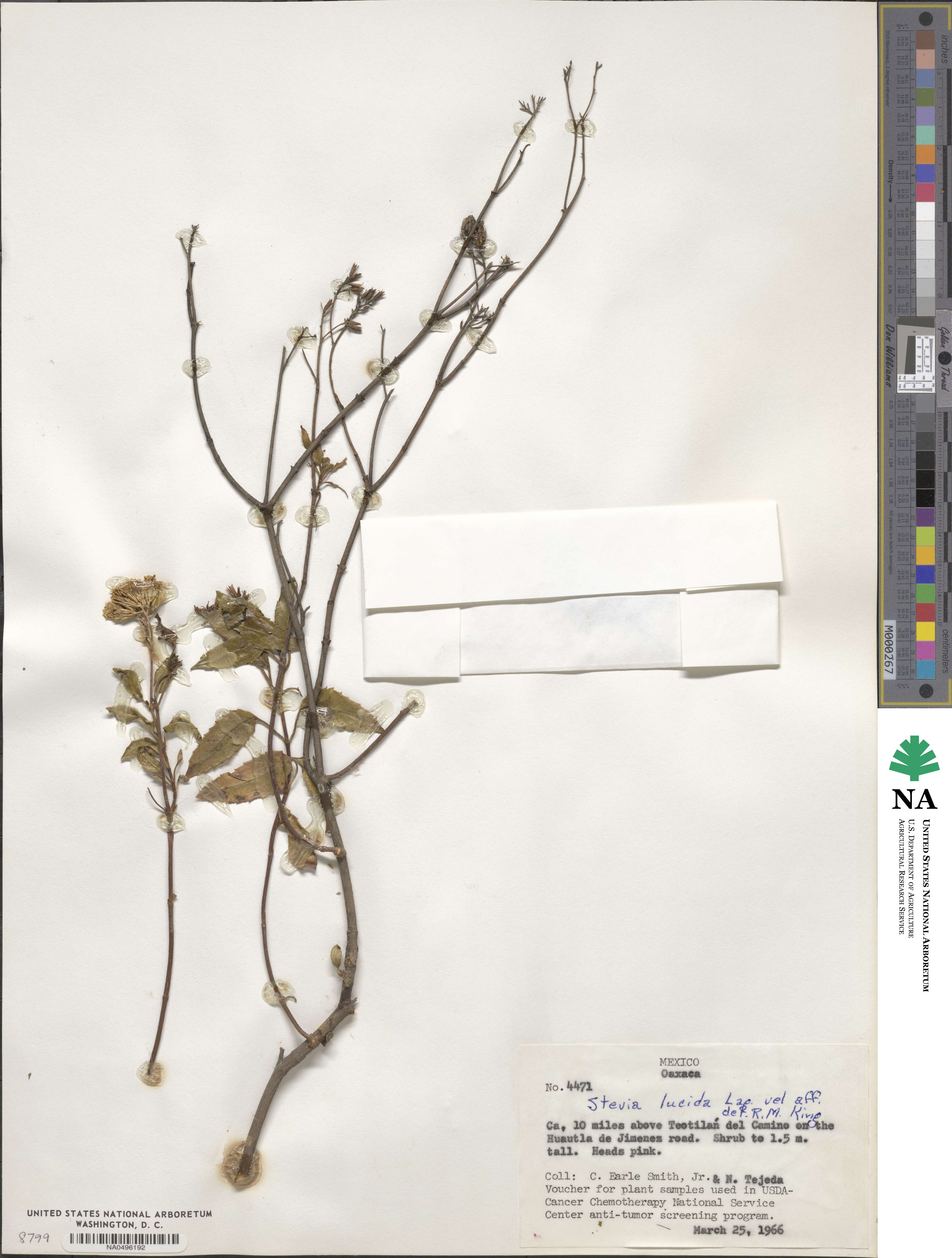 Stevia lucida image