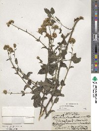 Ageratum houstonianum image