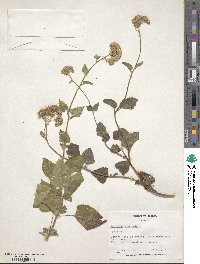 Ageratum conyzoides image