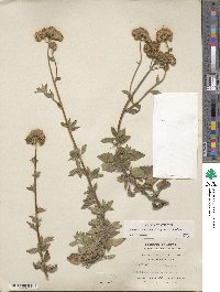 Ageratum corymbosum image