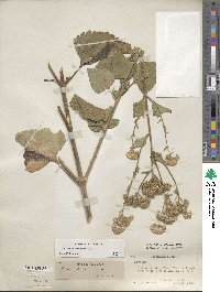 Ageratum houstonianum image