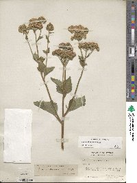 Ageratum houstonianum image