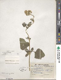 Ageratum houstonianum image