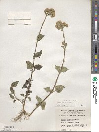 Ageratum houstonianum image