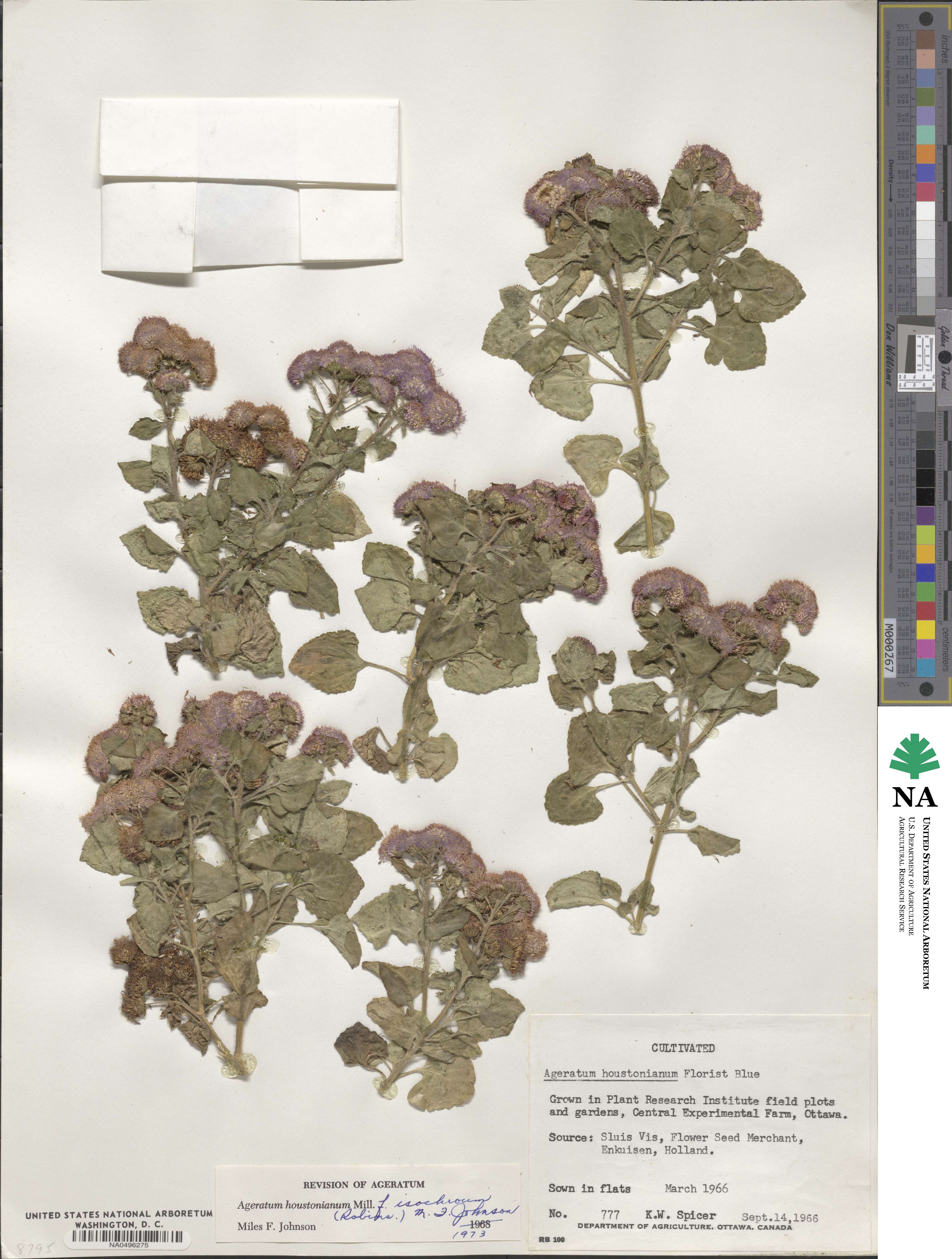 Ageratum houstonianum image
