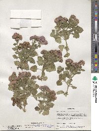 Ageratum houstonianum image