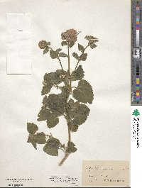 Ageratum houstonianum image