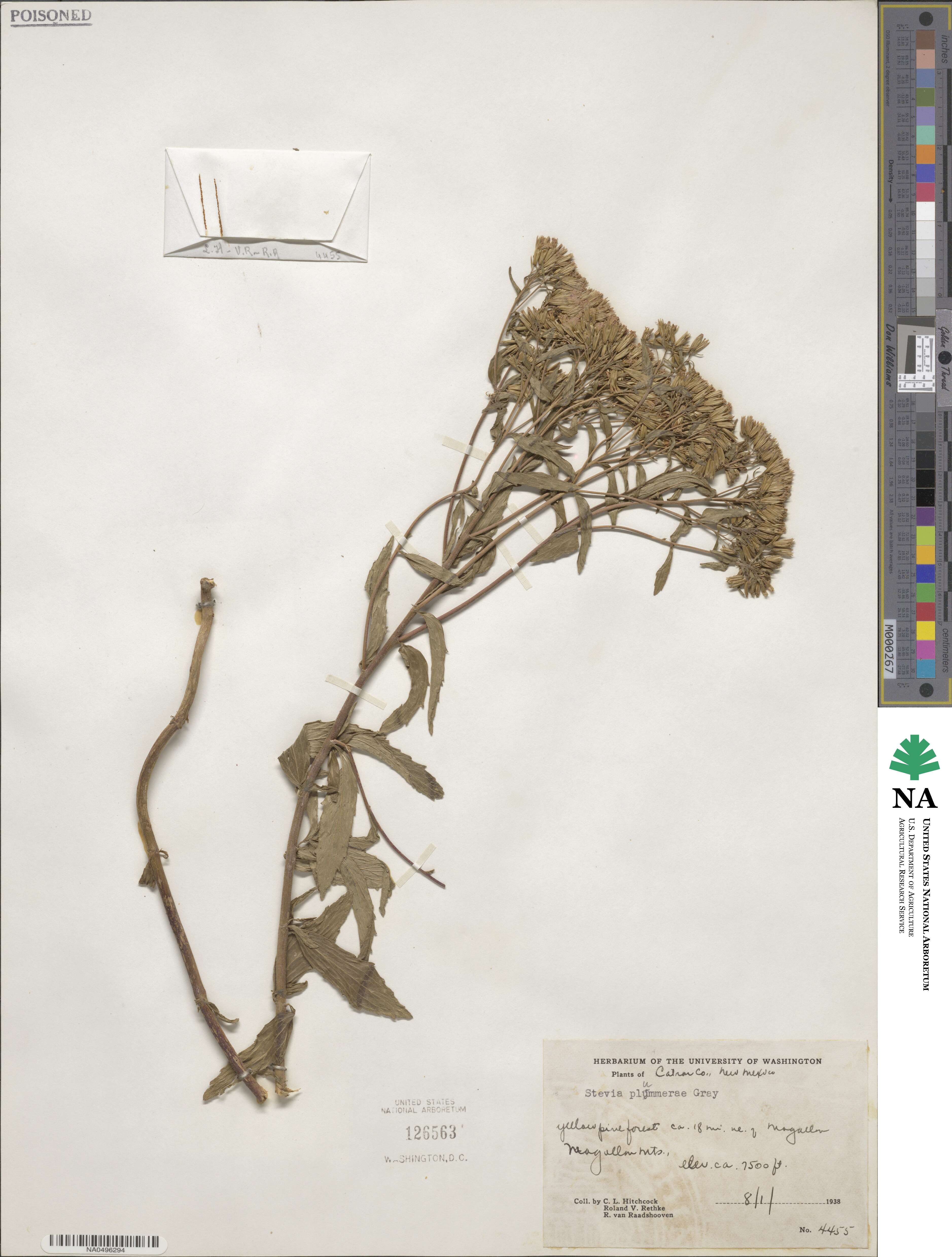 Stevia plummerae image