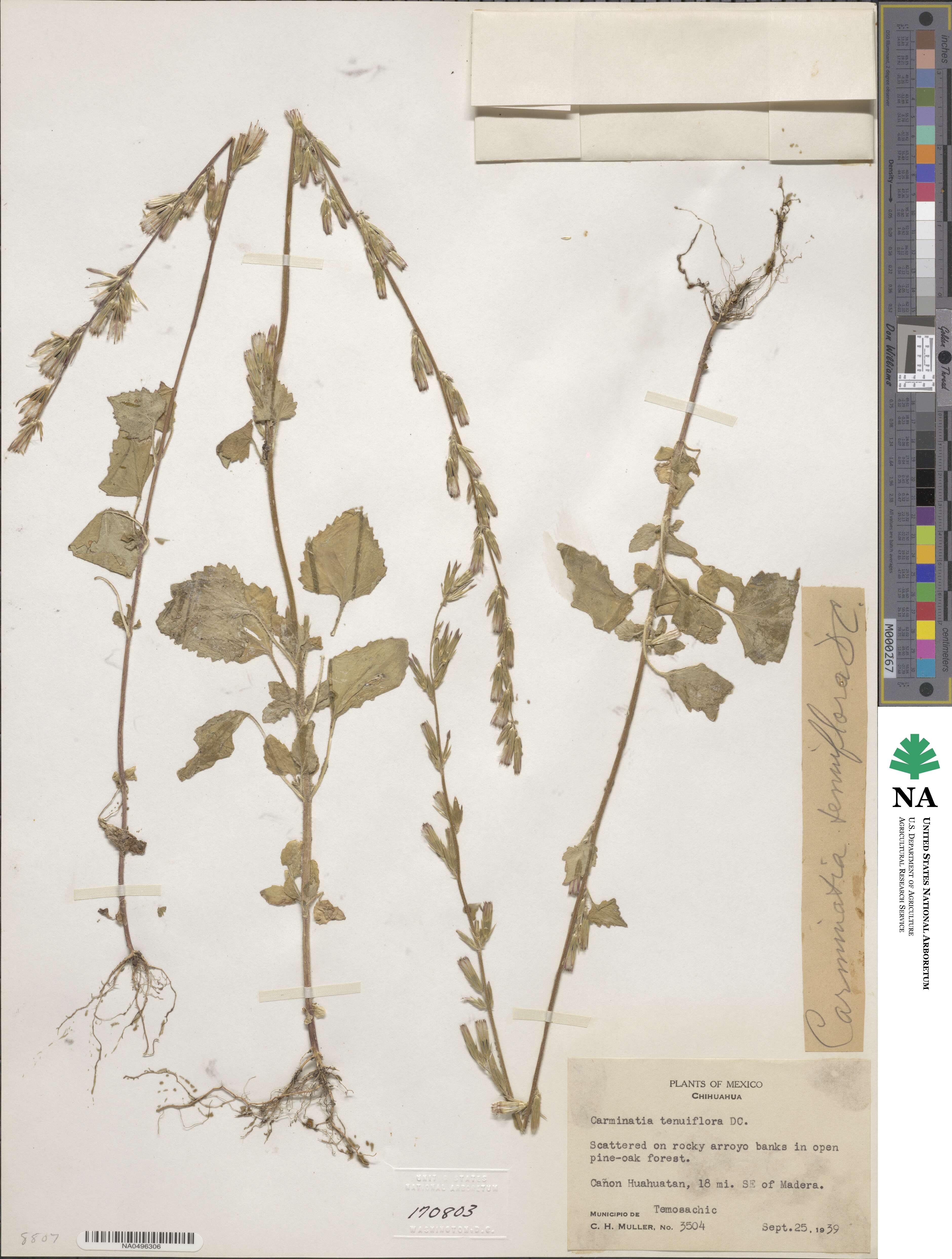 Carminatia tenuiflora image